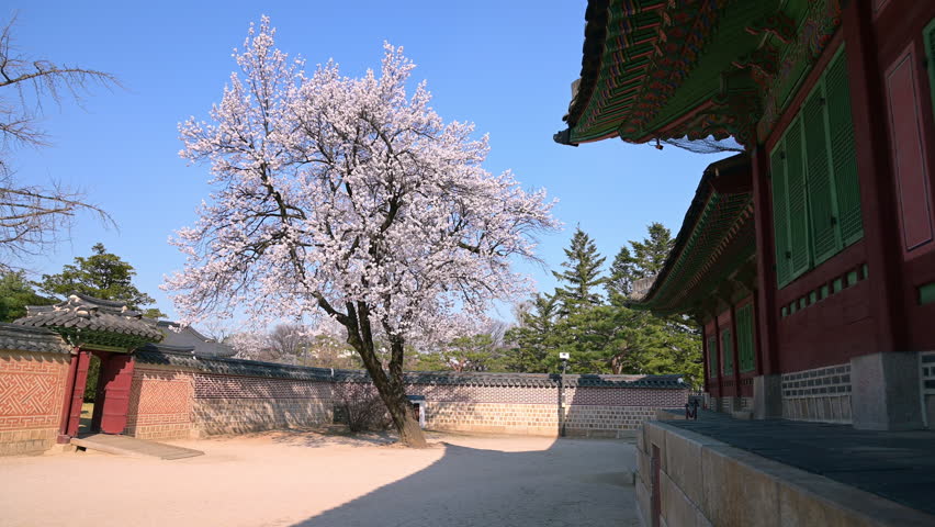 Cherry trees in full bloom in spring at Gyeongbokgung Palace,Seoul city South Korea.