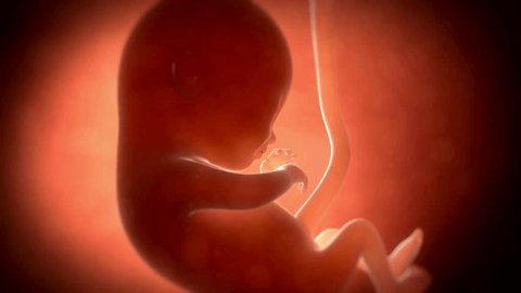 pregnancy. baby fetus or embryo, medical medically accurate 3d illustration Science And Health Related High Quality 4K 3D Animation of a human fetus Video Stok