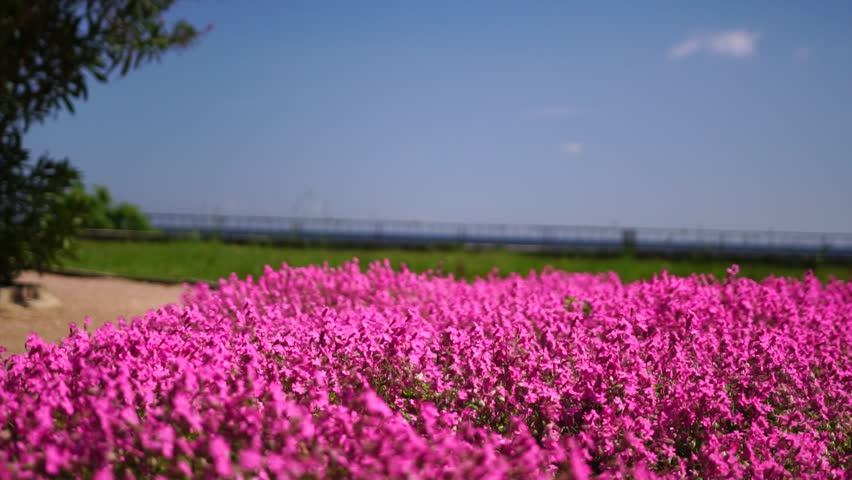 Happy Woman run in the park among lush pink flowers, slow-motion. Girl in white flying dress with long hair in the garden. Slim lady