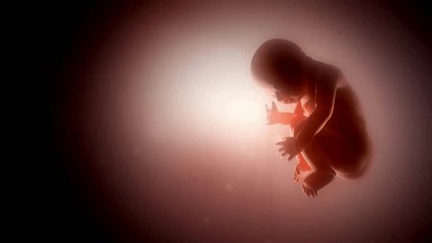 medical pregnant 3d illustration concept of life, birth, human reproduction and mother parental animation of human fetus week 20 to 30 developed baby Video Stok