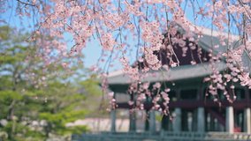 4k Video,South Korea spring in the Gyeongbokgung Palace.In Seoul, South Korea