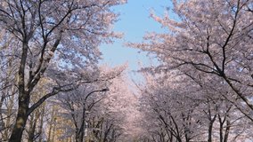 The cherry blossom road is in full bloom and there are no people. Seoul South Korea,Fast movement, view from the bicycle.Dolly Zoom