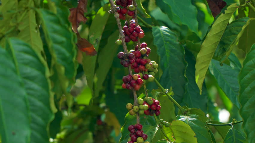 Fresh arabica coffee beans hang on branches in coffee farm