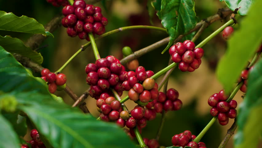 Coffee Tree Branch with Ripe Red Cherries - Close-up