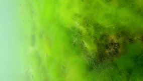 Vertical video, School of juvenile Green Wrasse swim abobove fluffy Green Algae Cladophora, Slow motion