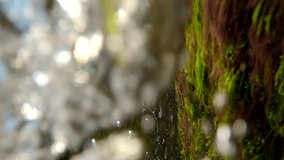 Vertical video, Fast flow of water with air bubbles over green and red algae on shallow at the waterfall, Natural background 
 - Powered by Shutterstock - Get 15% off with code: PIKWIZARD15