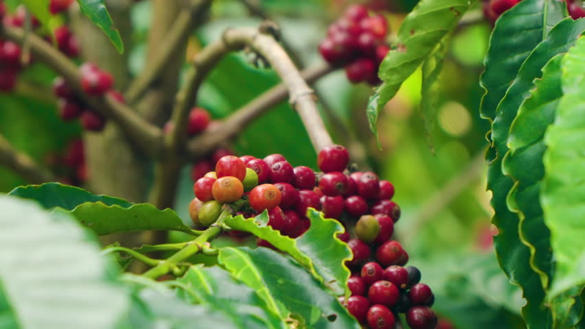 Coffee Plant With Ripe Beans On the Branch, Plantation in Da Lat, Vietnam. Growing Cluster of Raw Coffee Berries on Tree Branch - Close-up Slow Motion