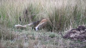 Closeup video of male African lion lying in the tall grass in Kenya, Africa flicks tail and rolls over