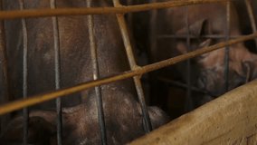 Close-up of a Big breeder pig in a cage on a pig farm, Pig Breeding farm in swine business  livestock.4k video