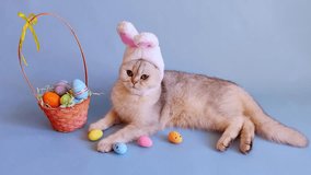 A white cat in a hat with bunny ears lies on a light blue background