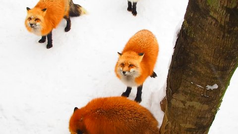 Red orange winter Japanese fox herd group standing on snow field under windy storm wind, looking up, waiting for food above, snatching,  fighting with each other, top view