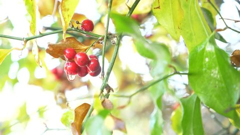 a branch of shisandra with red berries and leaves. 4k, close-up. a drop of water falling from a red berry. Slow motion