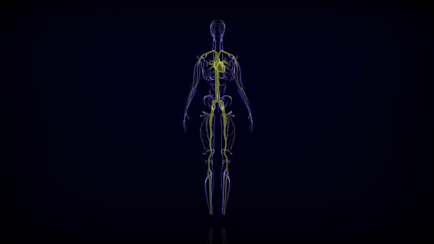Human circulatory system is made up of blood vessels that carry blood away from and towards the heart. Arteries carry blood away from the heart and veins carry blood back to the heart.3d animation