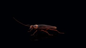 Cockroaches insects fast running on black background. 3d Animation
