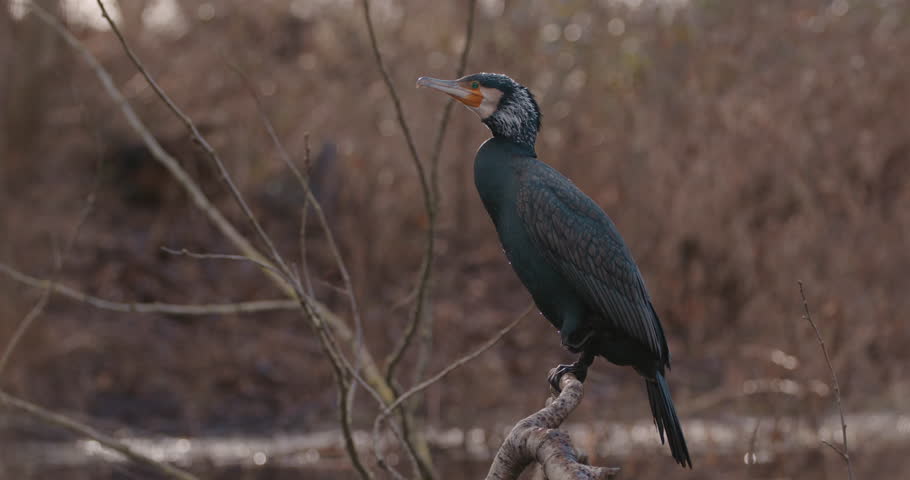 Perched Great Black Cormorant Taking Off from Tree SLOW MOTION STATIC