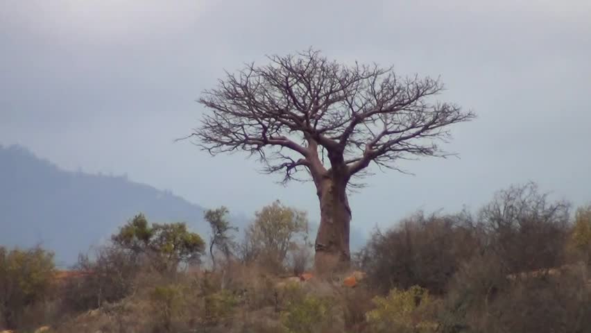 Baobab tree