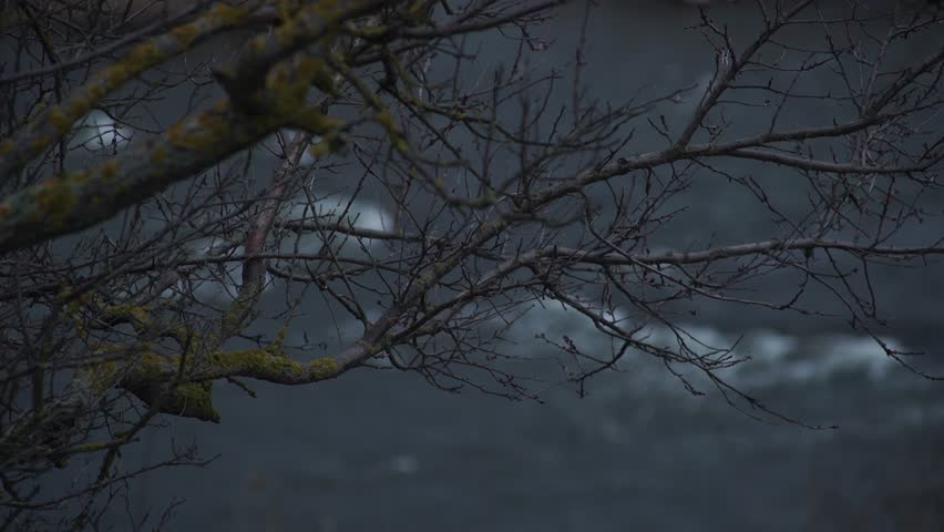 Tree branches with yellow moss on the background of a raging river