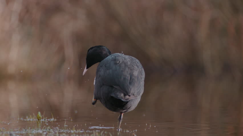 A Coot Waterbird Stands on One Leg Scratching Its Head SLOW MOTION