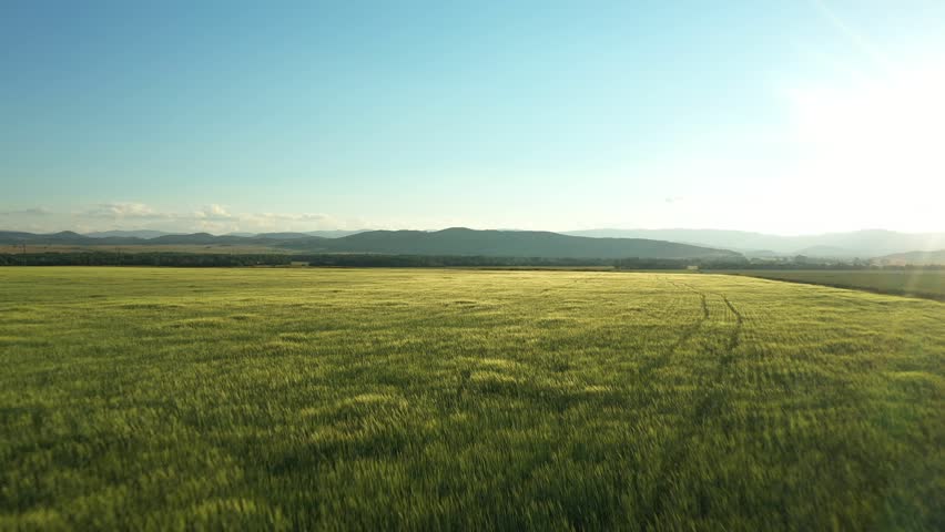 Aerial view of endless green field with crop plant. Agriculture field on sunrise