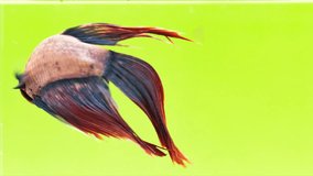 Siamese Fighting Fish (Lavender Betta splendens) in action, Macro Video,RAW Shooting, 4K Resolution, 23.976 FPS