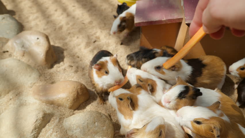 Group of Adorable Domestic Guinea Pigs (Cavia porcellus) Fighting for Carrot at Petting Farm