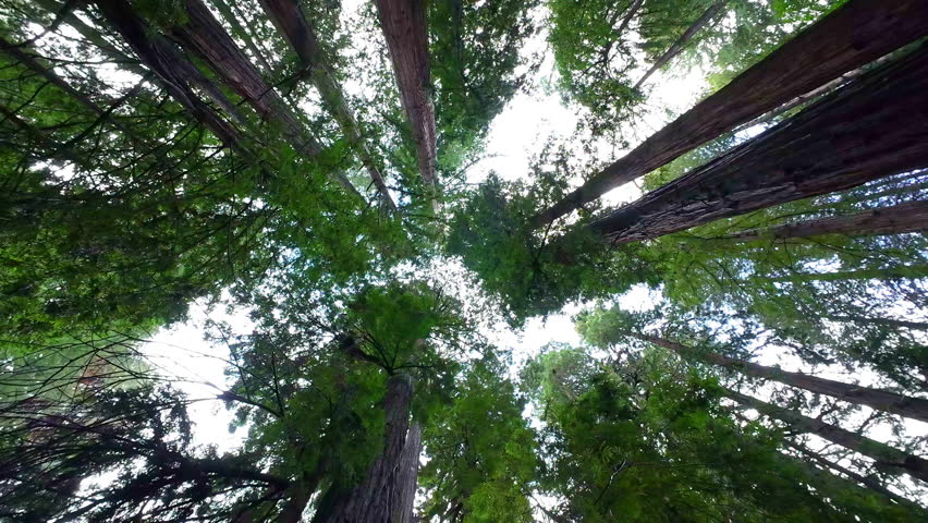 Rotating View from Ground towards Treetops Covering Skyline Redwoods Forest Muir Woods National Monument Royalty-Free Stock Footage #3434084635