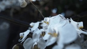 Moon orchid flower slow motion video full HD