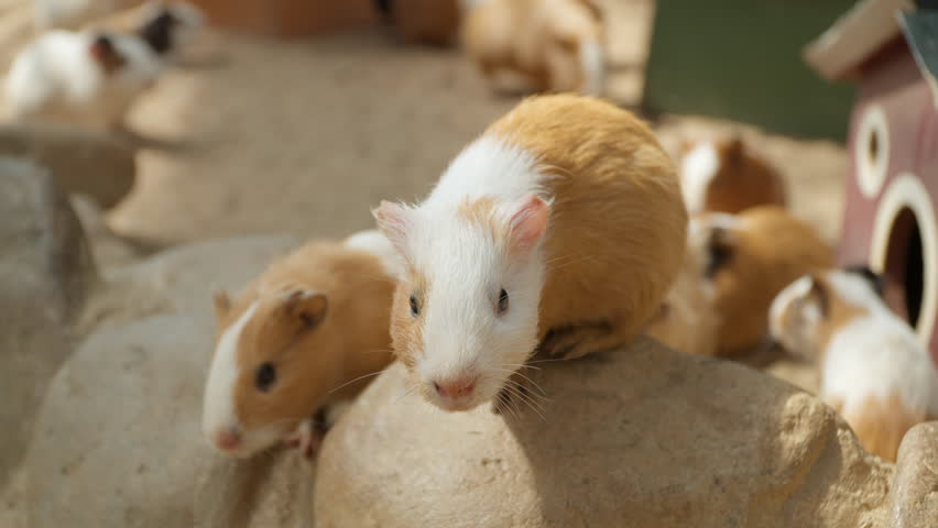 Close-up of Cute Domestic Guinea Pig Sitting On Stone at Petting Farm