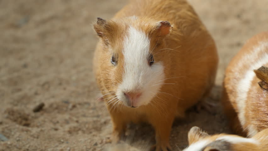 Face Close-Up of Domestic Guinea Pig Chewing