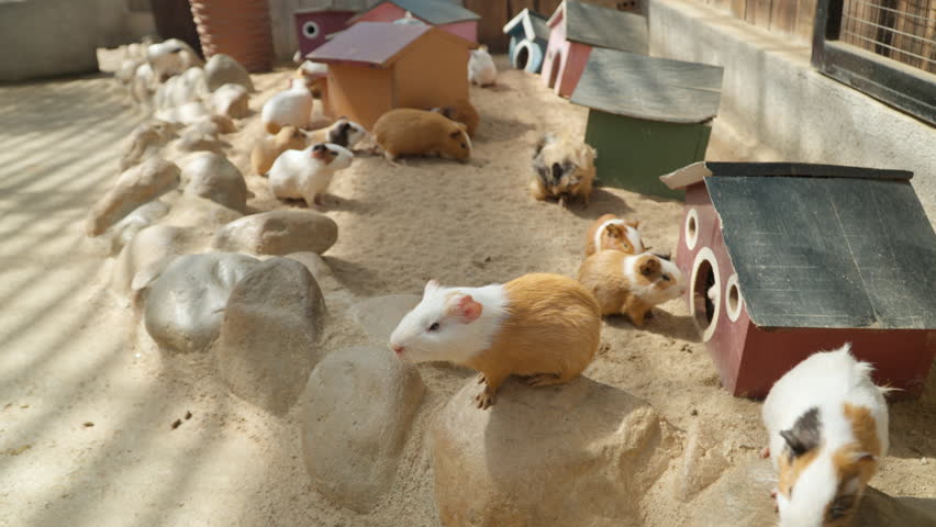 Group of Domestic Guinea Pigs Waiting for Feeding Resting By Wooden Houses (Cavia porcellus) at Mongo Land Petting Zoo, Da Lat, Vietnam
