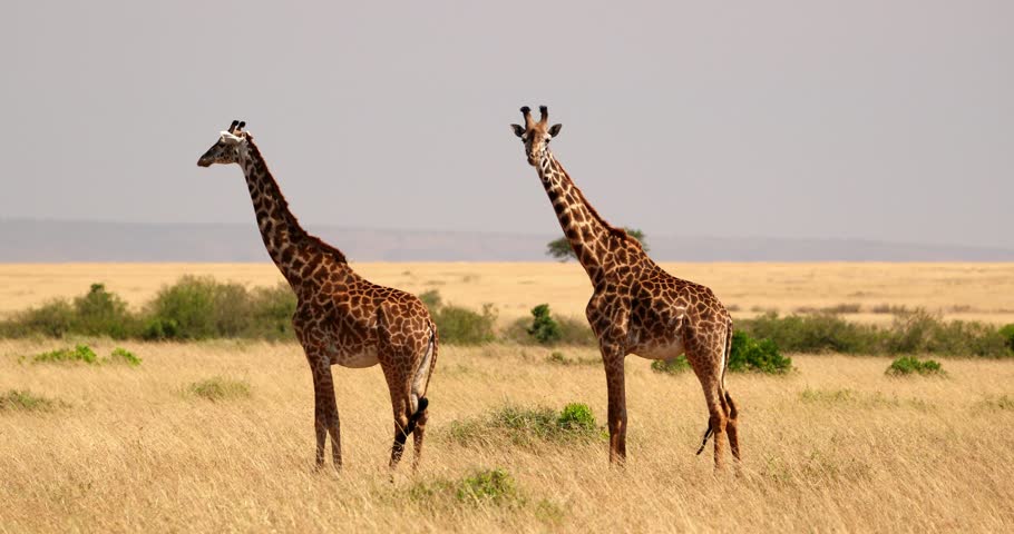 Couple Of Adult Giraffes In Masai Mara, Kenya - Wide Shot