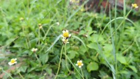 Yellow flowers with white petals from a plant with the scientific name Tridax procumbens which move in the wind.