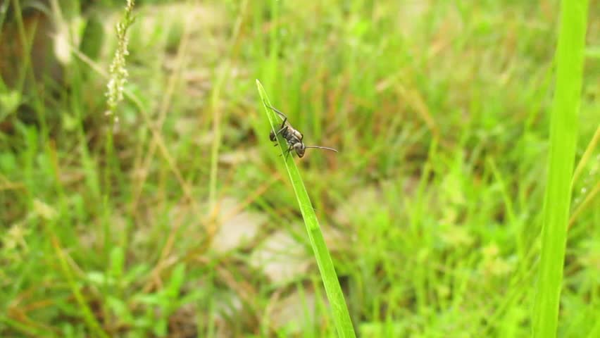 Blurrred video background of all the activities of a large wild fly resting on the branch of a wild plant, very natural and with a background that is so beautiful and green. Bugs life in nature