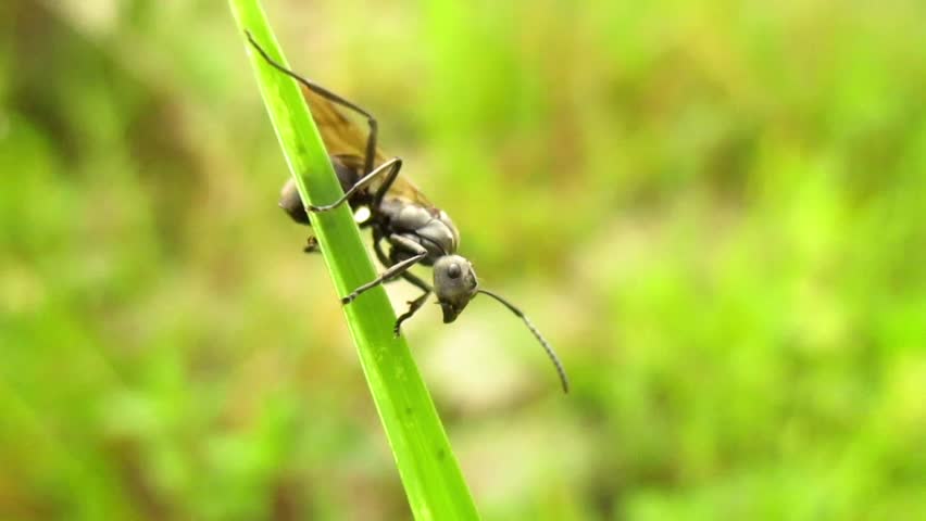 Blurrred video background of all the activities of a large wild fly resting on the branch of a wild plant, very natural and with a background that is so beautiful and green. Bugs life in nature
