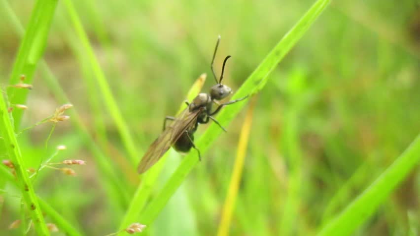Blurrred video background of all the activities of a large wild fly resting on the branch of a wild plant, very natural and with a background that is so beautiful and green. Bugs life in nature