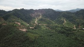 Deforestation. Aerial footage of rainforest destroyed for oil palm plantations in Southeast Asia