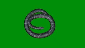 The video element of  on a green screen background, Ultra High Definition, 4k video 

snake on a green screen background. 4K Motion graphics 