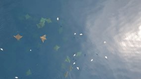 Aerial view of manta rays and seagulls over the tranquil blue ocean, capturing the serene interaction between bird and marine life