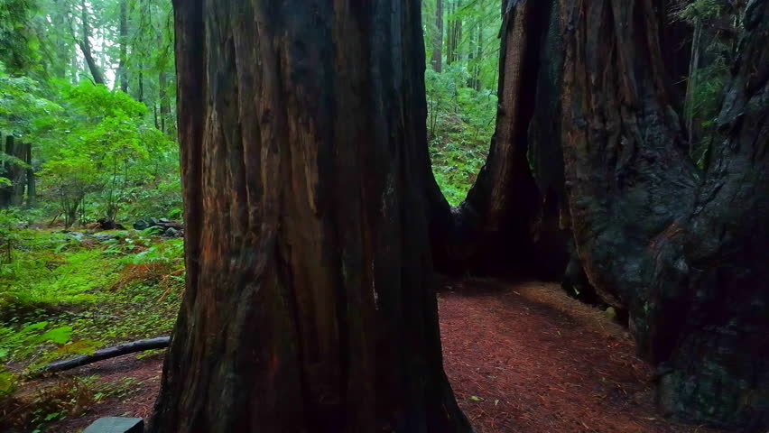 POV shot walking in middle of thick trees in Muir Woods National Monument, CA, USA