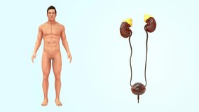 Human Organ kidneys 3d rendered video clip