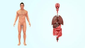 Human alimentary canal organs 3d rendered video clip