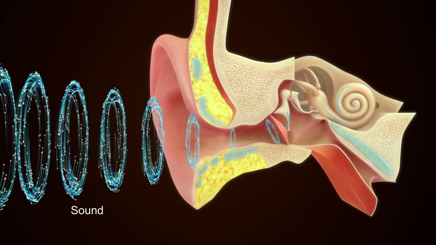 Sound waves passing in ear 3d rendered video clip