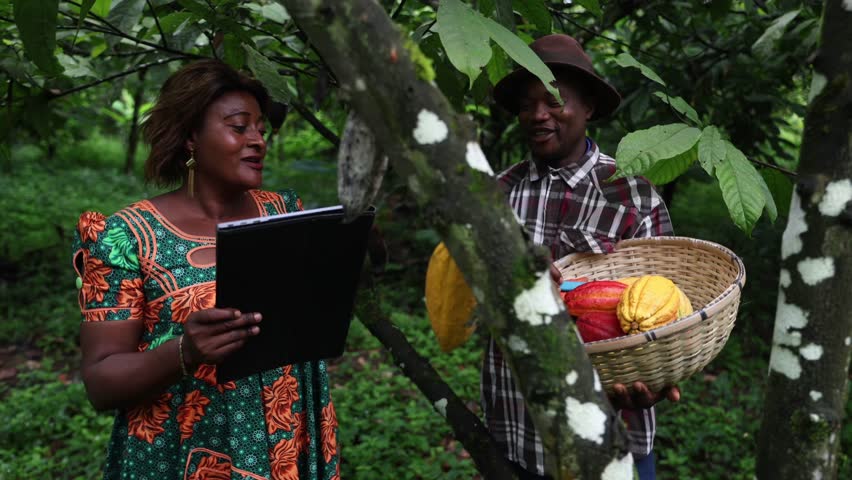 Two farmers having a conversation while harvesting cocoa pods in the plantation in Africa
