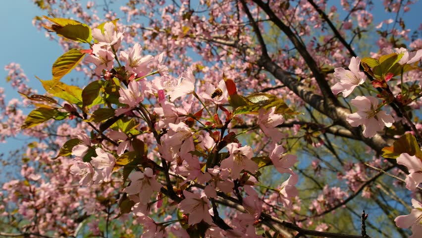 Hermosos Árboles De Cerezo Flor Plena Floración En La Primavera