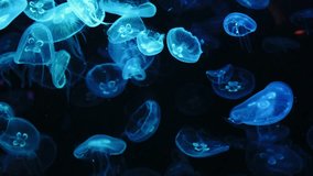 Jelly fish in the water, Blue light, jelly fish in the fish tank Aquarium, colorful light jellyfish, conservation of aquatic animals, video footage Jelly fish underwater, Horizontal footage 4K