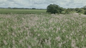 Drone view traveling through corn plantation - stock video