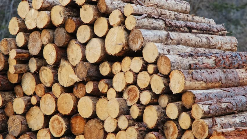 
Stack of Cut Tree Trunk Logs Stored Outdoors