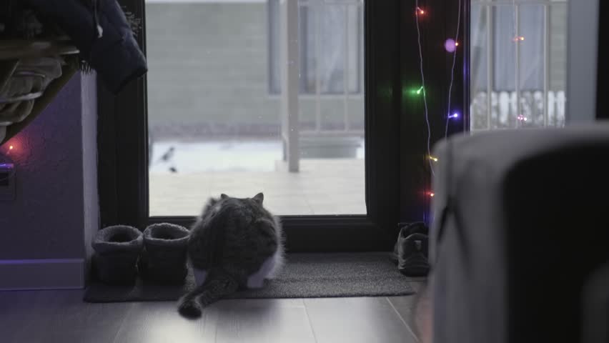 An inquisitive cat sits and looks attentively, looking out for prey in ambush at home and watches through the transparent doors as birds fly on the street, rear view Royalty-Free Stock Footage #3434368557
