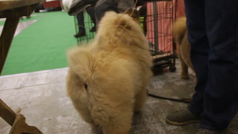 Purebred dog exhibition, attentive owner feds Chow Chow a treat, lovely pet