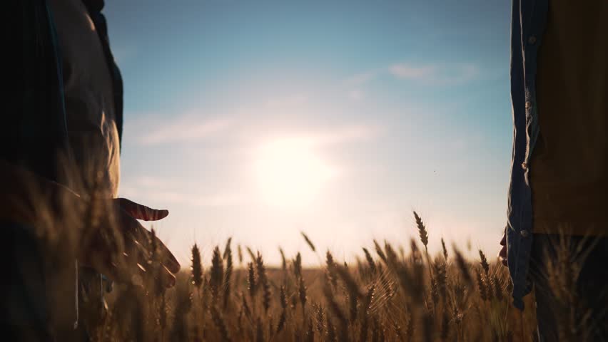 Farmers handshake against backdrop of wheat field.way to success.reaching agreement in agricultural business.farmers handshake in wheat field.reaching goal with handshake.agriculture business concept Royalty-Free Stock Footage #3434387625